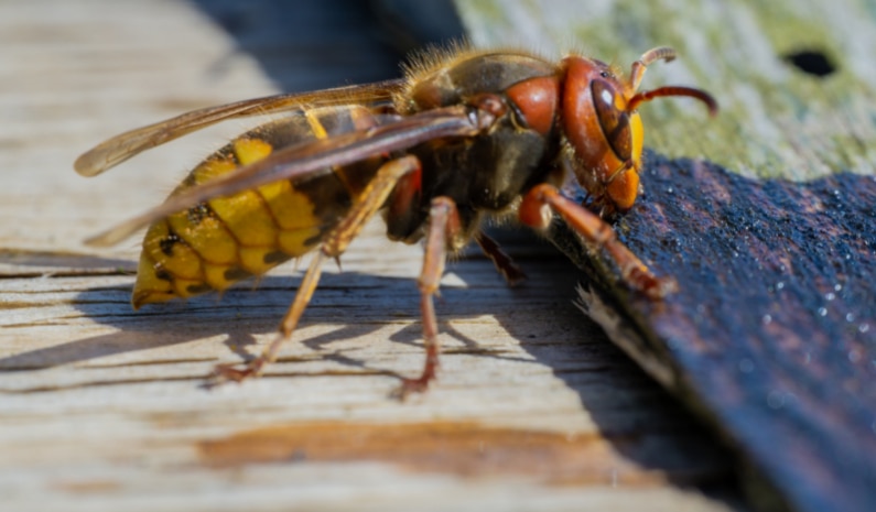 Een Europese hoornaar van de zijkant gezien. Deze grote wesp is herkenbaar aan het bruin achter de ogen en het bruine middenstuk, en het typerende geel-zwart gestreepte achterlijf. Ook de poten zijn bruin van kleur.