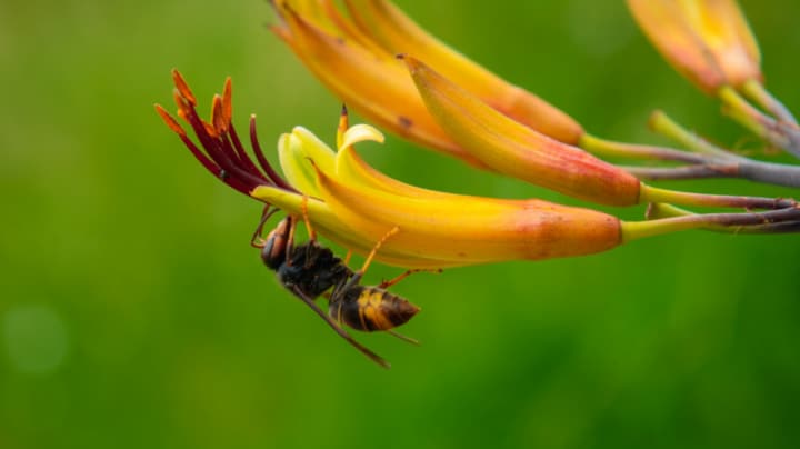 Zo herken je makkelijk en snel een Aziatische hoornaar